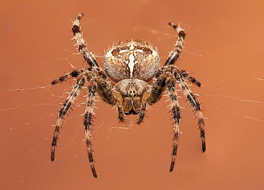 Garden Orb Spider