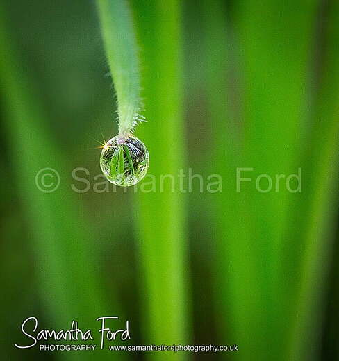 Raindrop Reflection